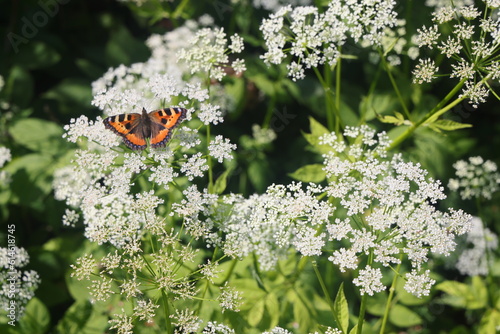 Butterfly Aglais urticae on white flowers on white dill flowers in a field with a blurred background. photo