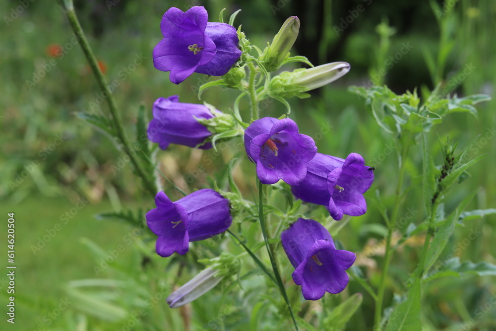 Campanula Medium () Campanula Medium