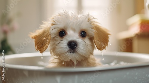 Adorable puppy in a bath. Sudsy dog in a tub. Cute Maltese Shi-tzu.