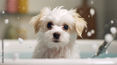 Adorable puppy in a bath. Sudsy dog in a tub. Cute Maltese Shi-tzu.