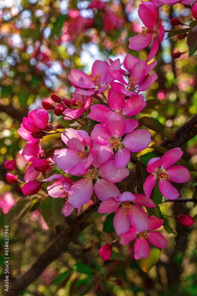 Pink Spring Flowers Blooming