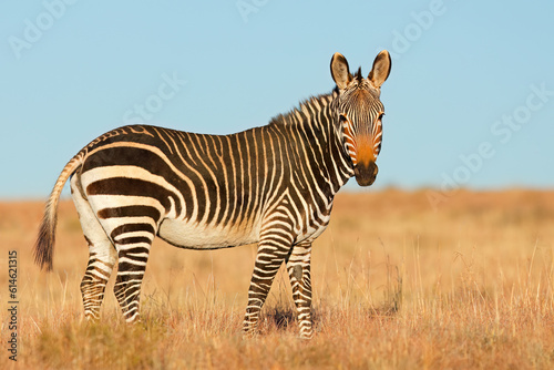 Fototapeta Naklejka Na Ścianę i Meble -  Cape mountain zebra (Equus zebra) in natural habitat, Mountain Zebra National Park, South Africa.