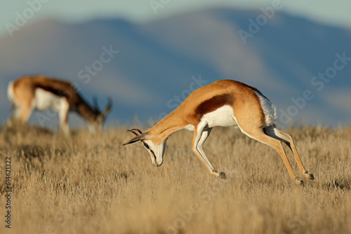 Jumping springbok antelope (Antidorcas marsupialis), Mountain Zebra National Park, South Africa.