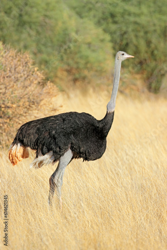 Male ostrich (Struthio camelus) standing in dry grassland, Kalahari desert, South Africa.