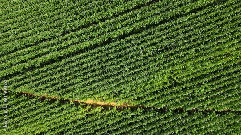 Corn fields as seen from the air Corn fields as seen from the air