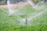 Water sprinkler on agricultural field