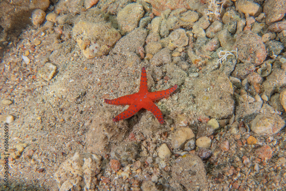 Starfish On the seabed in the Red Sea, Eilat Israel
Starfish On the seabed in the Red Sea, Eilat Israel