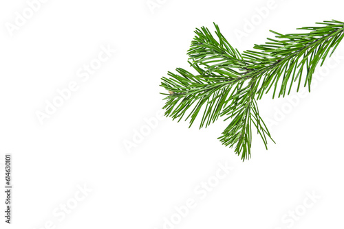 christmas tree branch isolated
