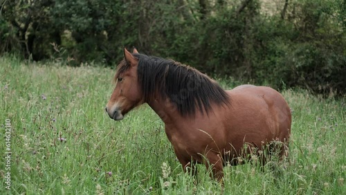 Equine Connection: Brown Horse Approaching in First-Person View. A Horse's Affection: Brown Beauty Nearing its Beloved Owner