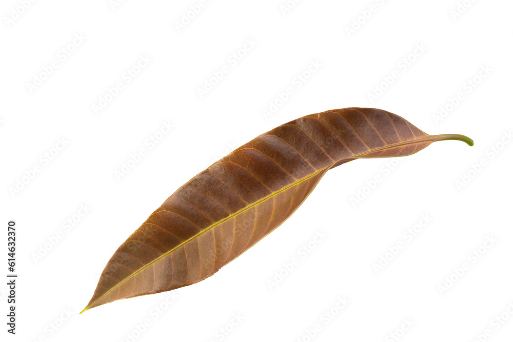 Mango leaf on isolate background Mango leaf on isolate background