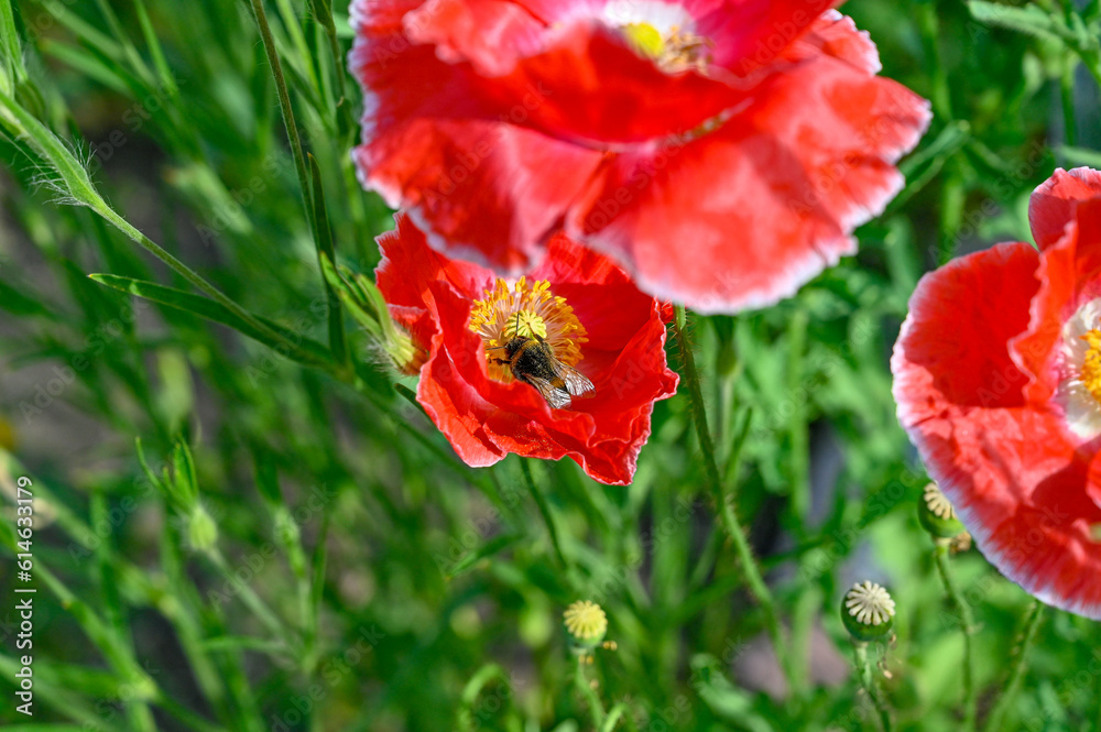 Bumblebee collecting pollen in big red poppy flower