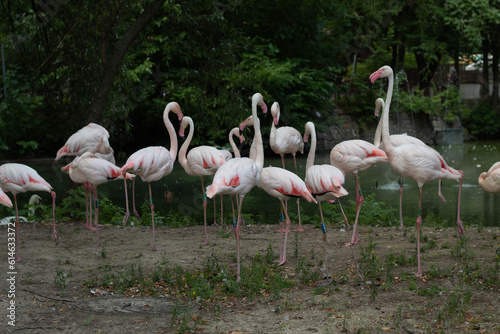 Photo Flamingos in the zoo