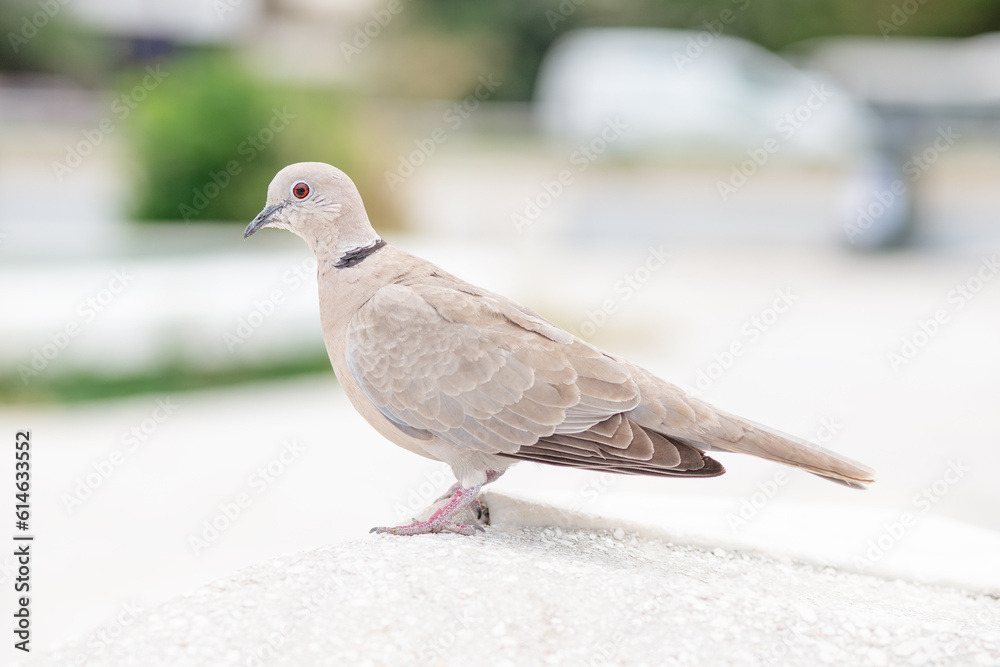 dove on the ground