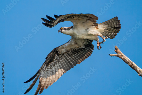 An Osprey taking Flight on Jordon Lake photo