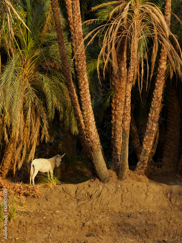 Mammal on River Bank Among Palm Trees in Jungle at Sunset. photo