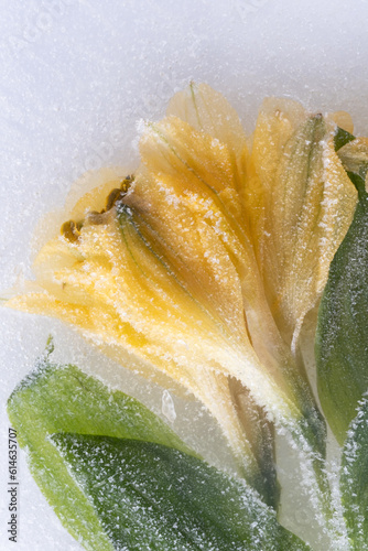 Frozen yellow alstromeria, with stems and leaves, on white backg photo