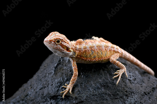Bearded dragon on the rock with black background