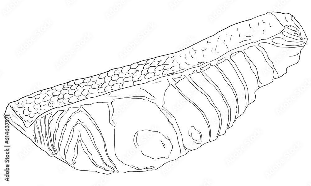 fresh salmon slice hand draw lineout, Vector illustration, Isolated png white background. fresh salmon slice hand draw lineout, Vector illustration, Isolated png white background.