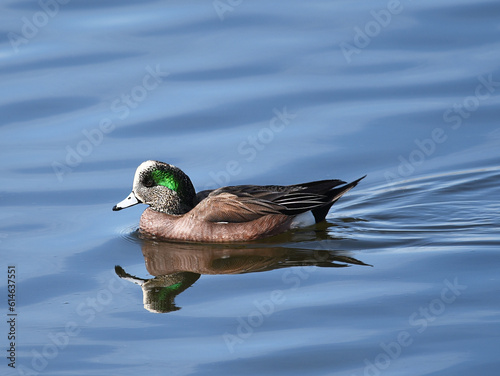 American Wigeon, Mareca americana photo