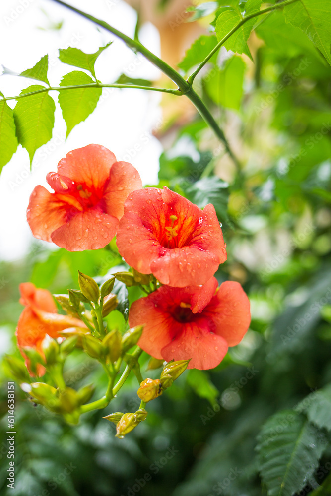 red flowers in garden