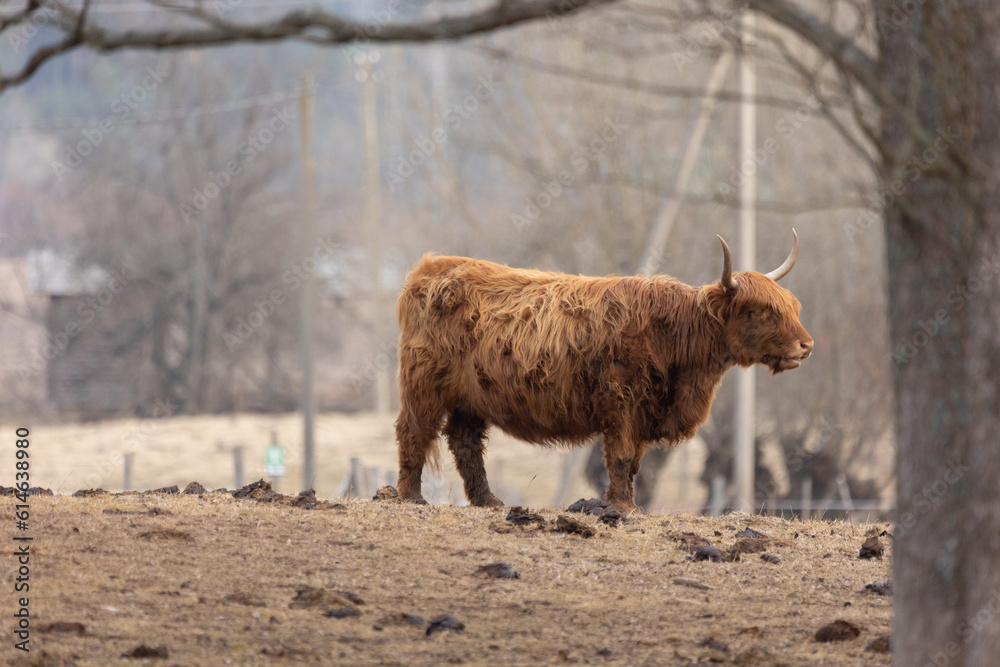Graceful Wanderer: Majestic Brown Wild Cow Grazing in the Early Spring Field Graceful Wanderer: Majestic Brown Wild Cow Grazing in the Early Spring Field