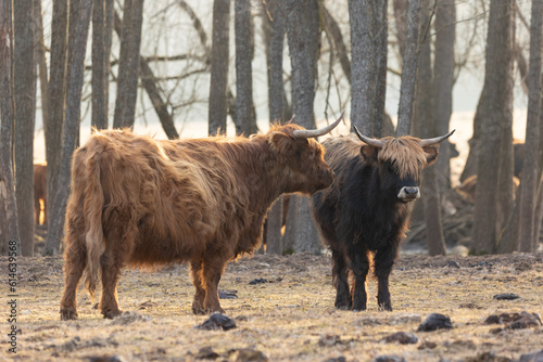 Wild Beauty Unleashed: Majestic Portrait of a Furry Brown Cow in Early Spring in Northern Europe