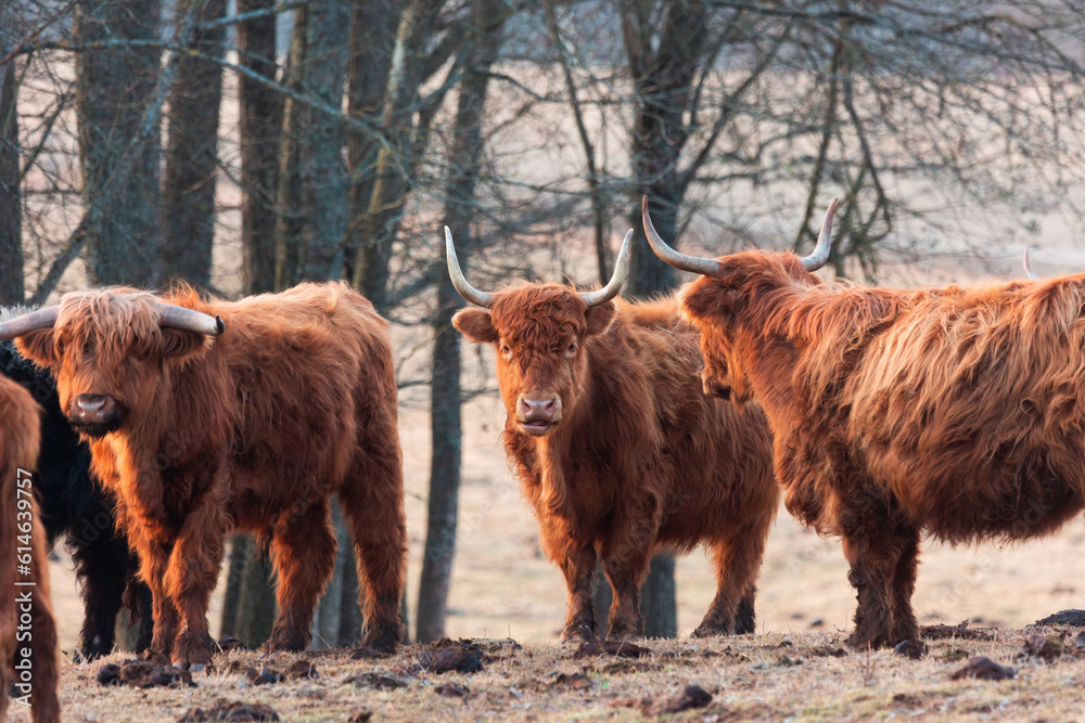 Inquisitive Guardians: Furry Brown Wild Cows Exploring Early Spring in Northern Europe Inquisitive Guardians: Furry Brown Wild Cows Exploring Early Spring in Northern Europe