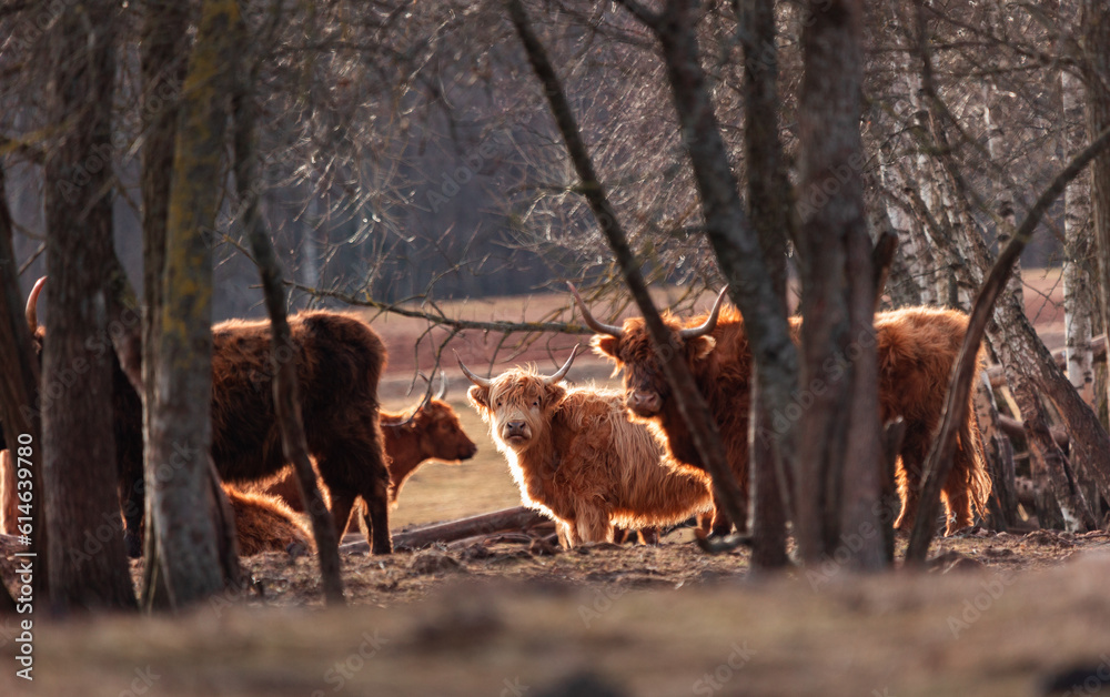 Fototapeta premium Inquisitive Guardians: Furry Brown Wild Cows Exploring Early Spring in Northern Europe