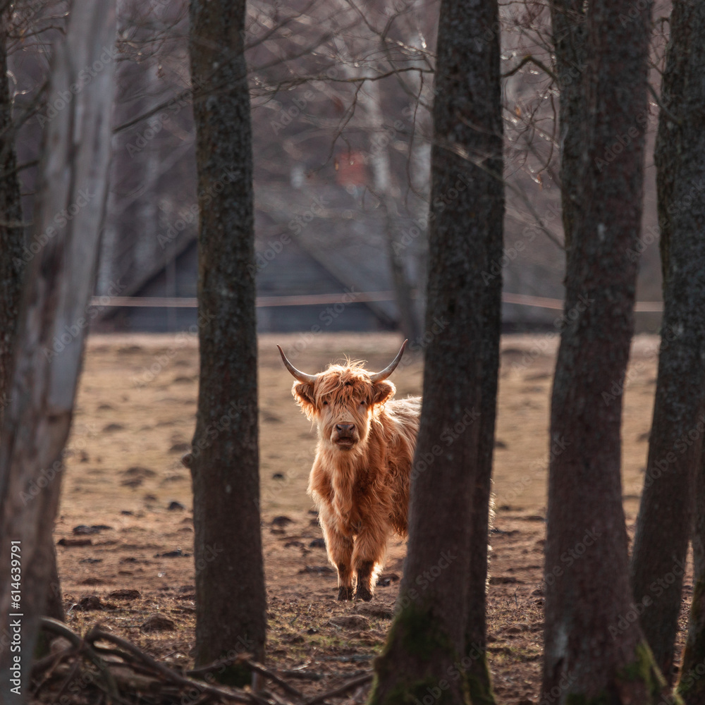 Naklejka premium Inquisitive Guardians: Furry Brown Wild Cows Exploring Early Spring in Northern Europe