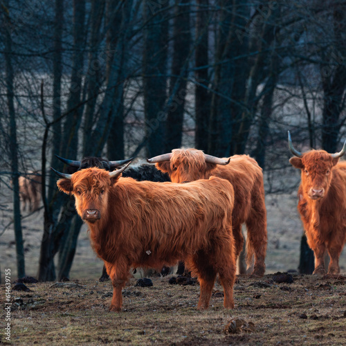 Inquisitive Guardians: Furry Brown Wild Cows Exploring Early Spring