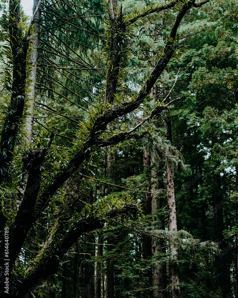 Obraz premium trees in the forest