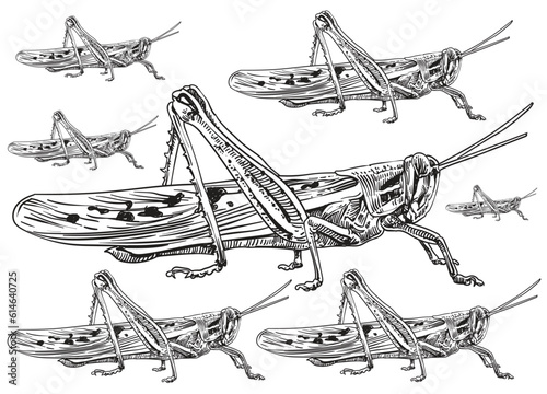 Embark on a captivating exploration of “Locusts & Grasshoppers” with a remarkable pack of illustrations that illuminates the intricate beauty and unique characteristics of these fascinating insects.