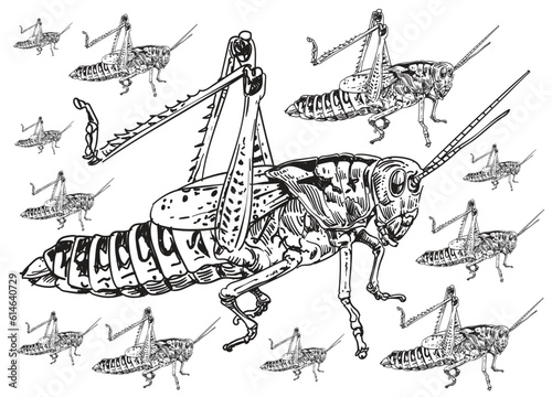 Embark on a captivating exploration of “Locusts & Grasshoppers” with a remarkable pack of illustrations that illuminates the intricate beauty and unique characteristics of these fascinating insects.