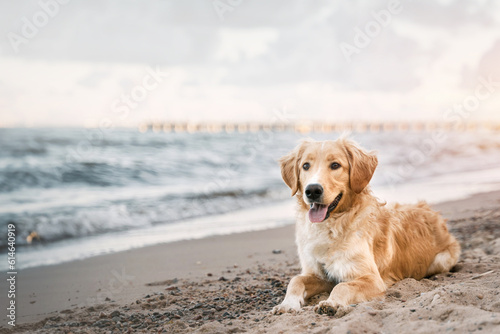 Fototapeta Naklejka Na Ścianę i Meble -  Golden Retriever Enjoying a Summer Adventure at the Baltic Beach. Golden retriever sitting on the sand beach of the Baltic Sea. Concept for the summer adventures of pure breed dog at the seaside