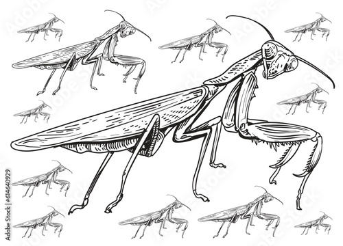 Embark on a captivating exploration of “Locusts & Grasshoppers” with a remarkable pack of illustrations that illuminates the intricate beauty and unique characteristics of these fascinating insects.