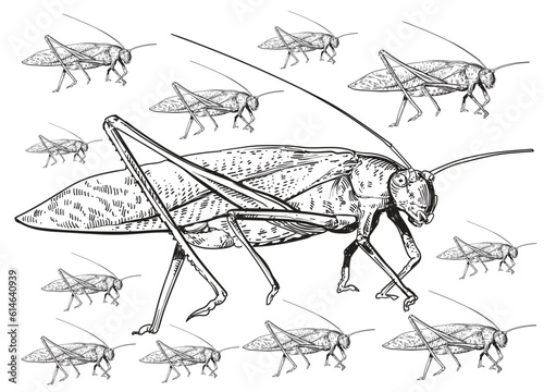Embark on a captivating exploration of “Locusts & Grasshoppers” with a remarkable pack of illustrations that illuminates the intricate beauty and unique characteristics of these fascinating insects.