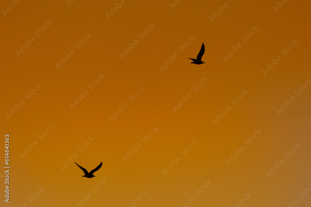 Wings of Freedom: Spring's Seagulls Soaring Over the Baltic Sea