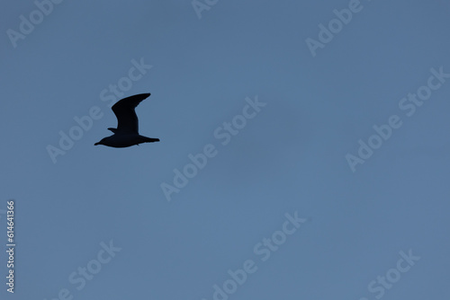 Wings of Freedom  Spring s Seagulls Soaring Over the Baltic Sea