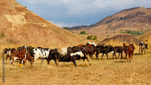 Troupeau de vaches à Madagascar