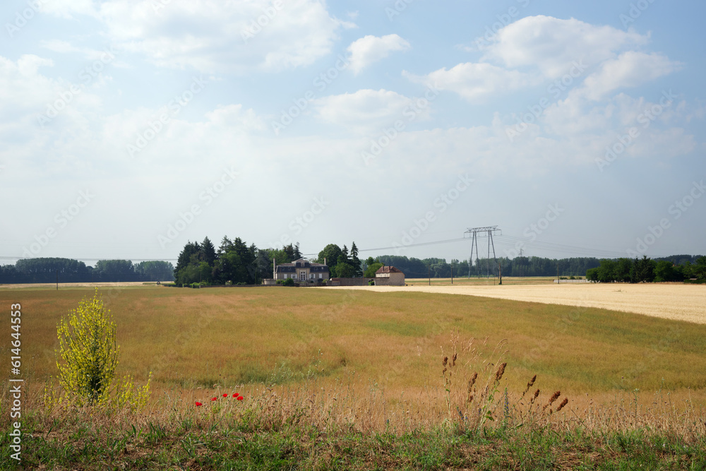 Wheat fields in the Loire valley. Mareau-aux-Prés village