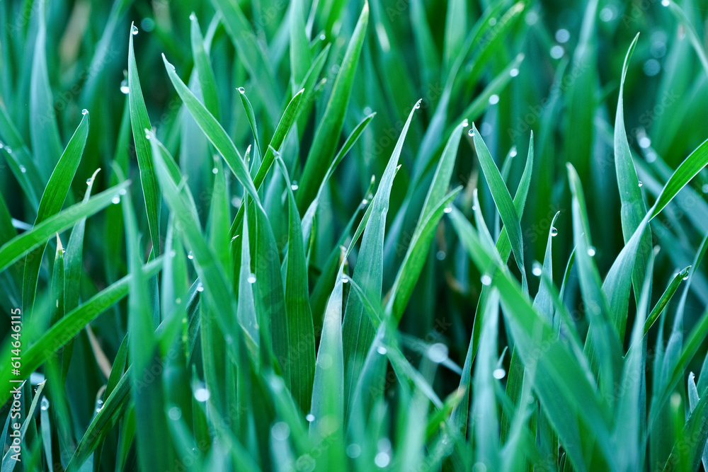 Obraz premium Green grass with dew drops close-up. Shallow depth of field