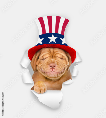 Dreaming Mastiff puppy wearing like Uncle Sam sticking out through a hole in white paper. isolated on white background © Ermolaev Alexandr