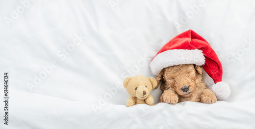 Tiny Toy Poodle puppy wearing red santa hat sleeps with toy bear under white blanket at home. Top down view. Empty space for text