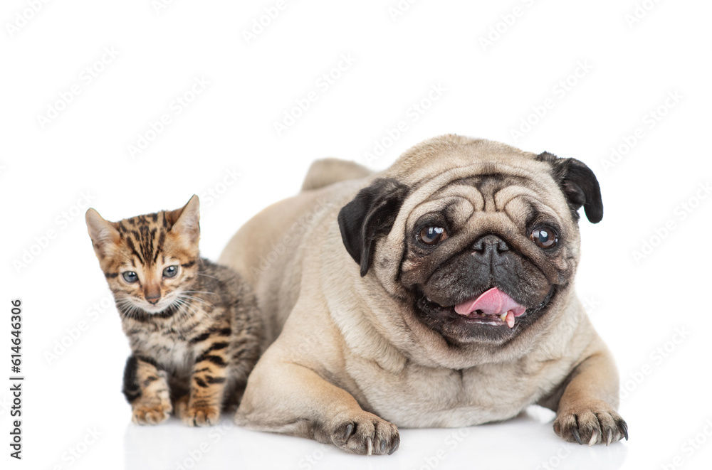 Pug dog lying with tiny bengal kitten. Pets look at camera together. isolated on white background