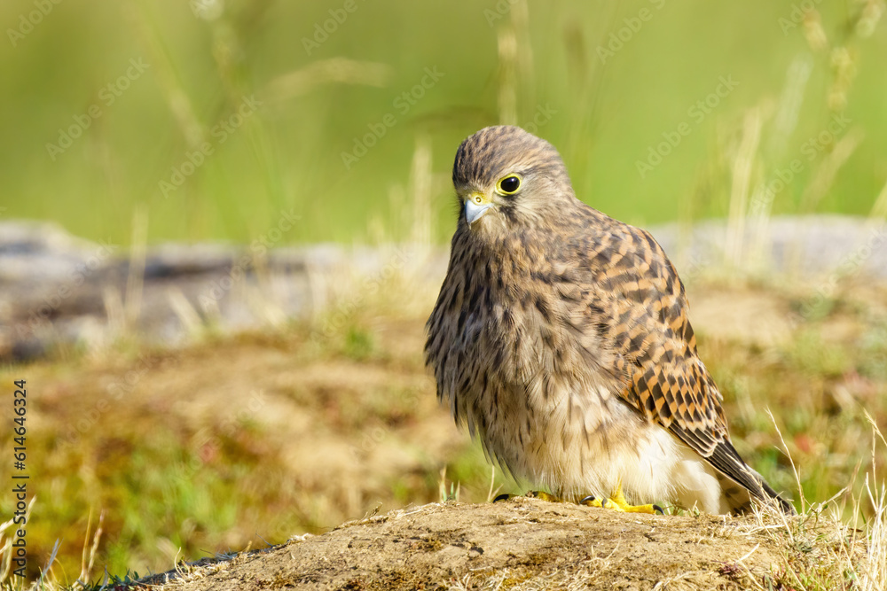 Common Kestrel (Falco Tinnunculus) juvenile investigating area near it's nest site, taken in London Common Kestrel (Falco Tinnunculus) juvenile investigating area near it's nest site, taken in London