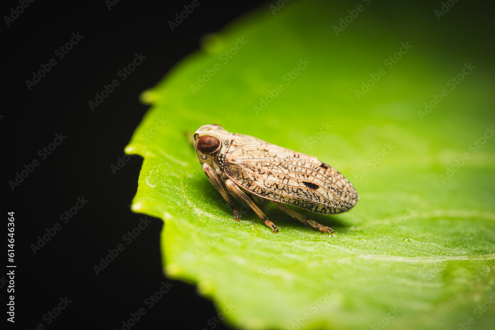 Obraz premium Spitzkopfzikade auf Blatt makro