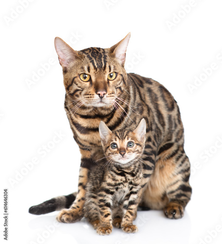 Adult bengal cat hugs tiny kitten lying together and looking at camera. isolated on white background