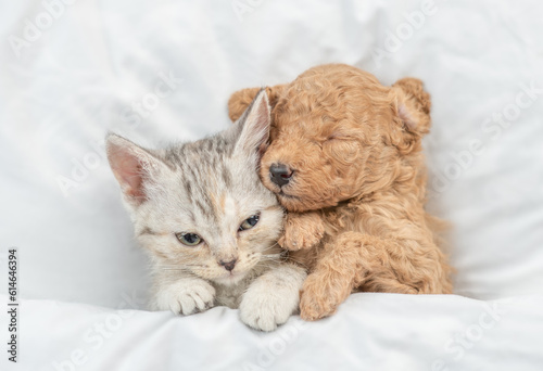 Cute tiny Toy Poodle puppy hugs happy tabby kitten under white warm blanket on a bed at home. Top down view