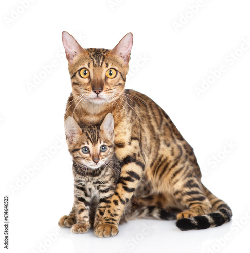 Adult bengal cat hugs tiny kitten lying together and looking at camera. isolated on white background