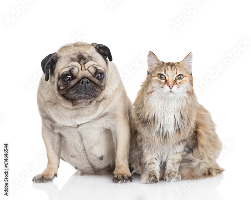 Pug dog sits with adult cat. Pets look away on empty space. isolated on white background © Ermolaev Alexandr